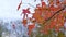 Closeup, autumn red maple leaves and twigs swaying in wind, focus on foreground