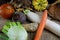 Closeup of autumn root vegetables for healthy nutrition in cold season with pumpkins, red beetroot, radish, horseradish, fennel