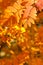 Closeup autumn yellow foliage