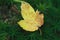 Closeup Autumn yellow maple leaf on green haircap moss in forest
