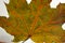 Closeup autumnal green maple leaf with orange veins