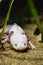 A closeup of a Axolotl walking on sand.