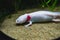 A closeup of a Axolotl walking on sand.