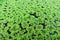 Closeup Azolla caroliniana or Mosquito fern, Water fern. It is a small aquatic plant in the family of ferns. It grows on water