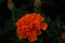 Closeup of Aztec marigold (Tagetes erecta) growing outdoor