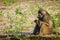 Closeup Baboon calmly sitting and eating on savanna