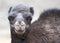 Closeup of Baby Camel