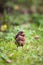 Closeup of a baby Common Blackbird