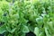 Closeup of Baby Cos Lettuces Growing in the Greenhouse