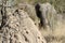 Closeup of a baby ferret on rocks with an elephant in a field on the blurry background