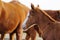 Closeup of baby foal