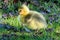 Closeup of a baby gosling in the grass