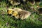 Closeup of baby goslings eating bread scraps