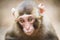 Closeup of a baby Japanese macaque
