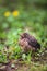 Closeup of a baby male Common Blackbird