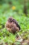 Closeup of a baby male Common Blackbird