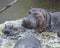 Closeup of baby and mother hippo partially submerged in water after crashing into the river