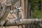 Closeup of a baby Ringtailed Lemur. Lemur Catta