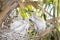 Closeup Of Baby Snowy Egrets In The Nest