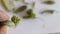 Closeup of a Baby succulent plant with roots sprout from a single succulent leaf with selective focus and blur background