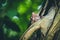 Closeup of a baby Tarsier on a tree in a jungle under the sunlight with a blurry background