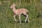 Closeup of a baby tule elk in a field covered in greenery on a sunny day