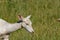 Closeup of a baby tule elk in a field covered in greenery on a sunny day