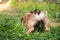 Closeup of back English bulldog puppy 2 month playing with toy in the garden