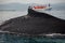 Closeup back of humpback whale and tourist boat in Samana, Dominican republic