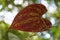 Closeup of the back red leaf of Dioscorea Dodecaneura