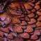 Closeup background of colorful ring necked pheasant feathers