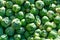 A Closeup Background of Green Brussels Sprouts