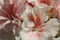 Closeup Background Made of White Pelargonium Flowers Speckled with Red