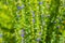 Closeup background of purple blue aromatic abundance of flower bloom of hyssop