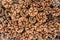 Closeup background texture photo of dried pine cones