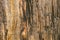 Closeup background texture photo of petrified ancient wood