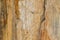 Closeup background texture photo of petrified ancient wood