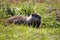 Closeup of backlit adult groundhog seen resting in the sun during a summer morning