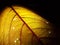 Closeup of backlit Amaranth leaf