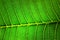 Closeup backlit green leaf