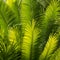 Closeup of backlit palm fronds