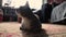 Closeup: Backlit Tabby Cat rests on a rug in cozy home, getting up to leave.