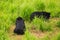 Closeup Backside Black Bear Cubs Play on Grass in Zoo