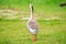 Closeup Backside Goose on Grass in Tropical Park