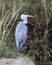 Closeup backview of a Blue Heron with head turned to right standing on ground