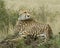 Closeup backview of one adult cheetah resting on top of a grass covered mound with head turned back