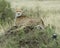 Closeup backview of one adult cheetah resting on top of a grass covered mound with head turned back