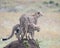 Closeup backview of one adult cheetah standing on top of a dirt mound looking out over the grassland with a sideview of a second