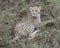 Closeup backview of one young cheetah lying in grass looking backward toward camera