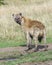 Closeup backview of spotted hyena with muddy feet looking fearfully back toward the camera
